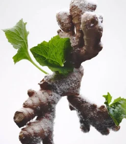 Bon Parfumeur Eau de Parfum 803 Embruns, Gingembre, Patchouli 100 ml*Femme Eaux De Parfum|Eaux De Parfum