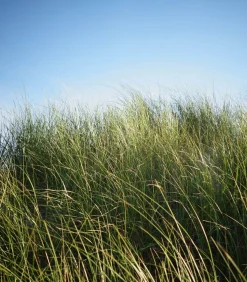 Lola James Harper Parfum D'Ambiance #6 Promenade 50ml* Sprays D'Intérieur